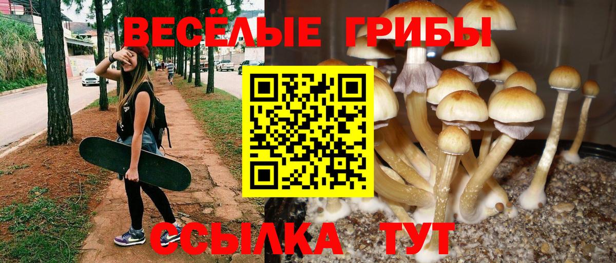 Псилоцибиновые грибы Cubensis Конаково